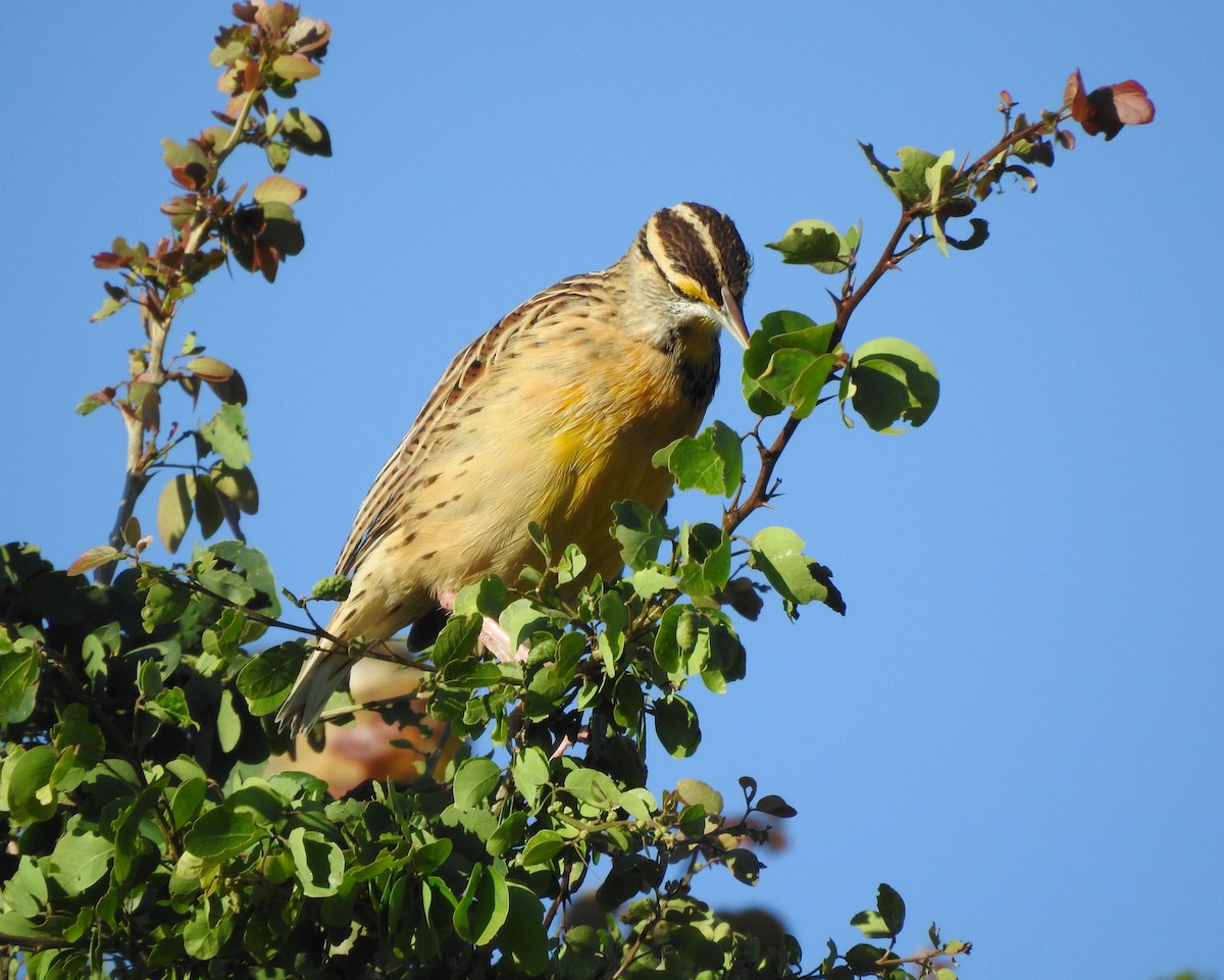 Eastern/Chihuahuan Meadowlark - ML644297250