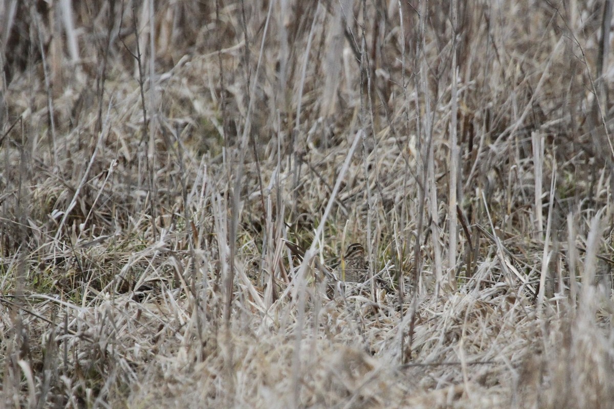 Wilson Suçulluğu - ML644297254