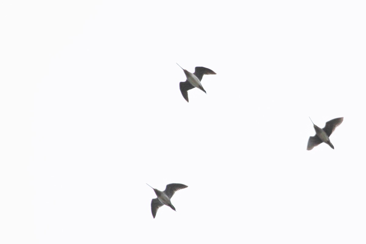 Wilson Suçulluğu - ML644297255