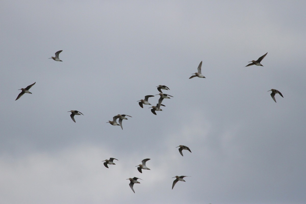 Wilson Suçulluğu - ML644297256