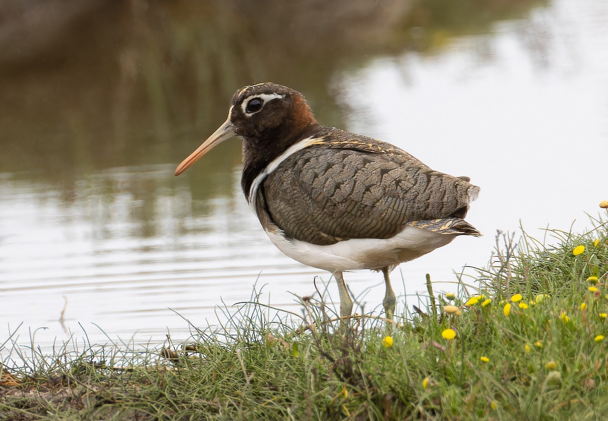 Australian Painted-Snipe - ML644297258