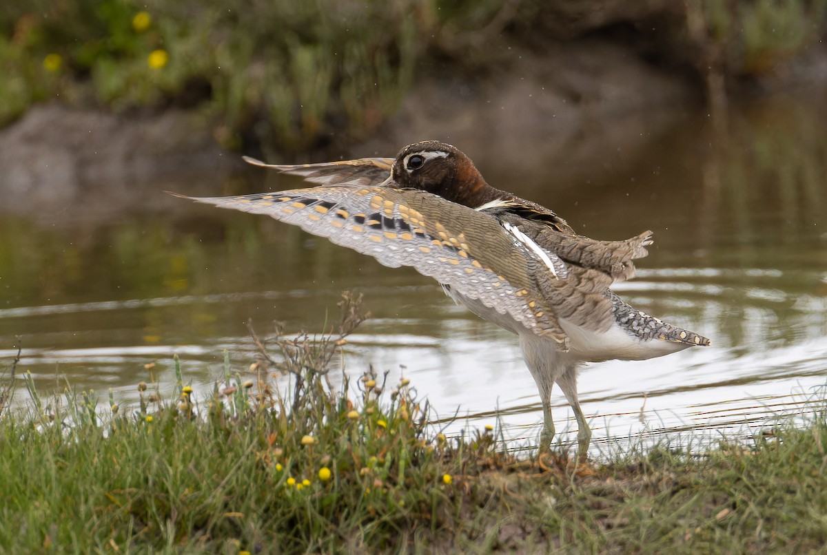 Australian Painted-Snipe - ML644297262