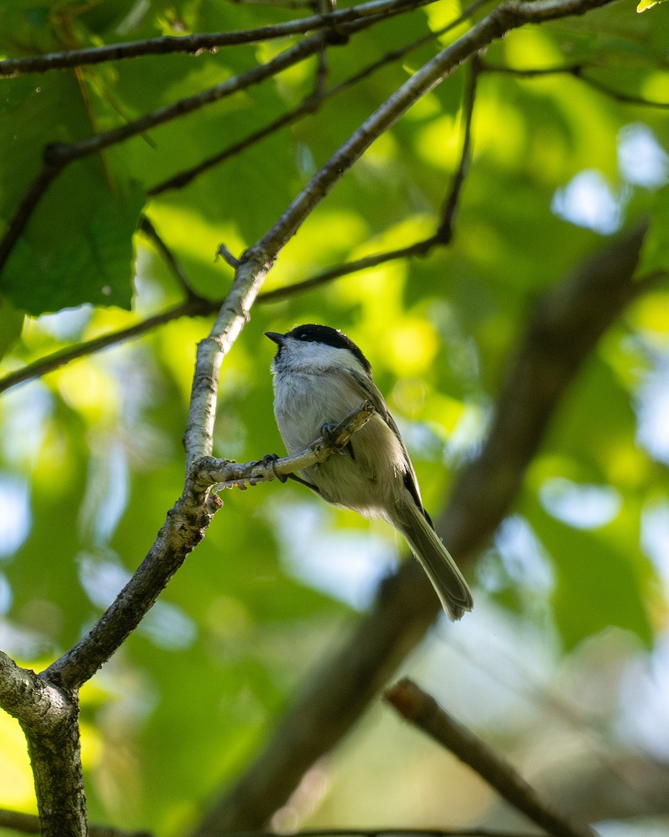 Mésange boréale - ML644297269