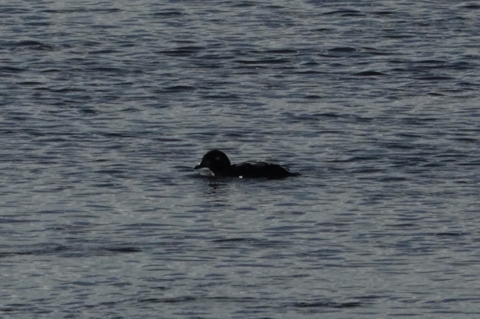 Ahate arlekina - ML644297279