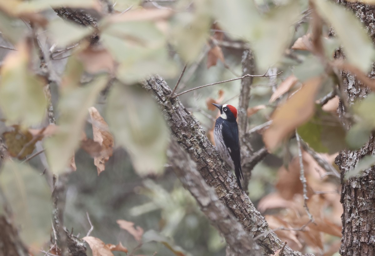 Acorn Woodpecker - ML644297284