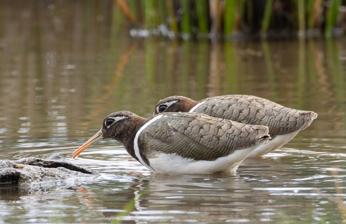 Australian Painted-Snipe - ML644297289