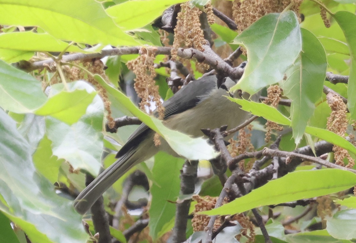 Чернохохлая гренадерка - ML644297290