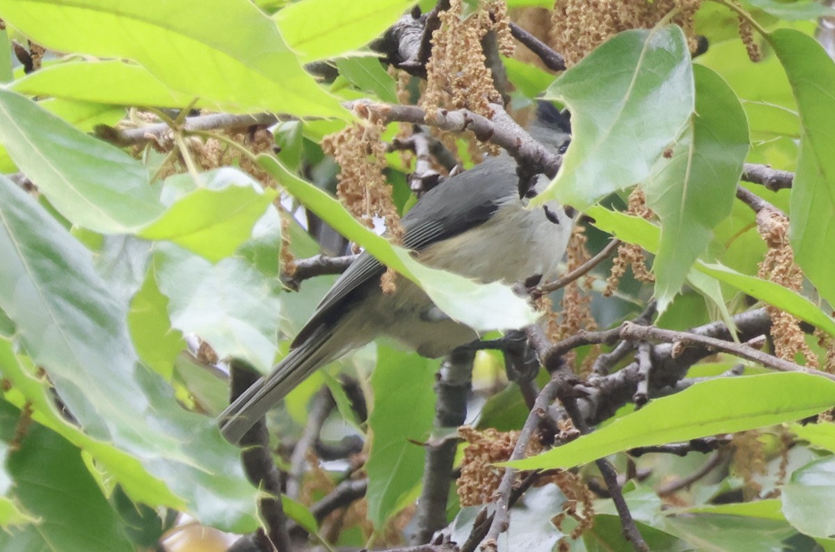 Чернохохлая гренадерка - ML644297291