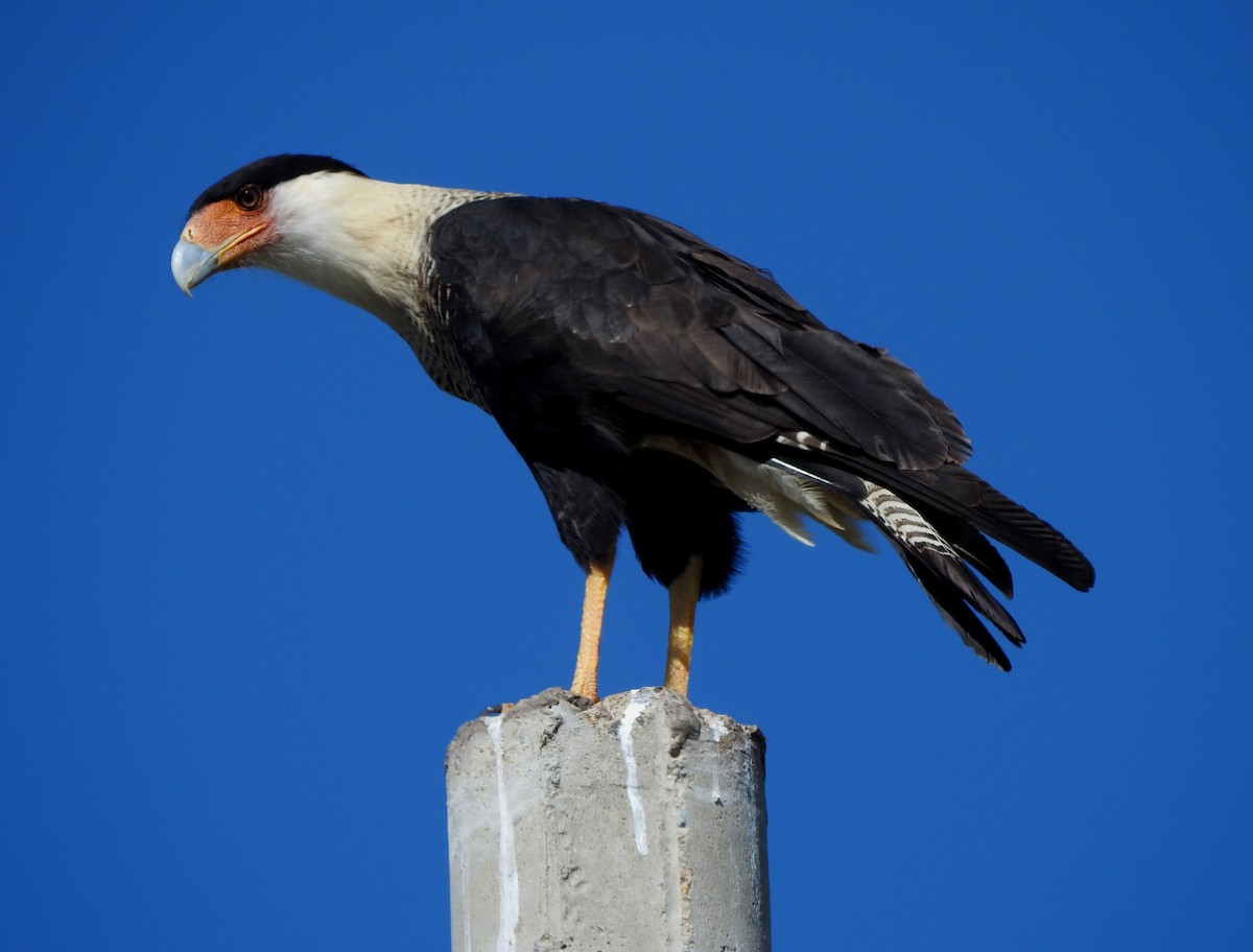 ミナミカラカラ - ML644297292