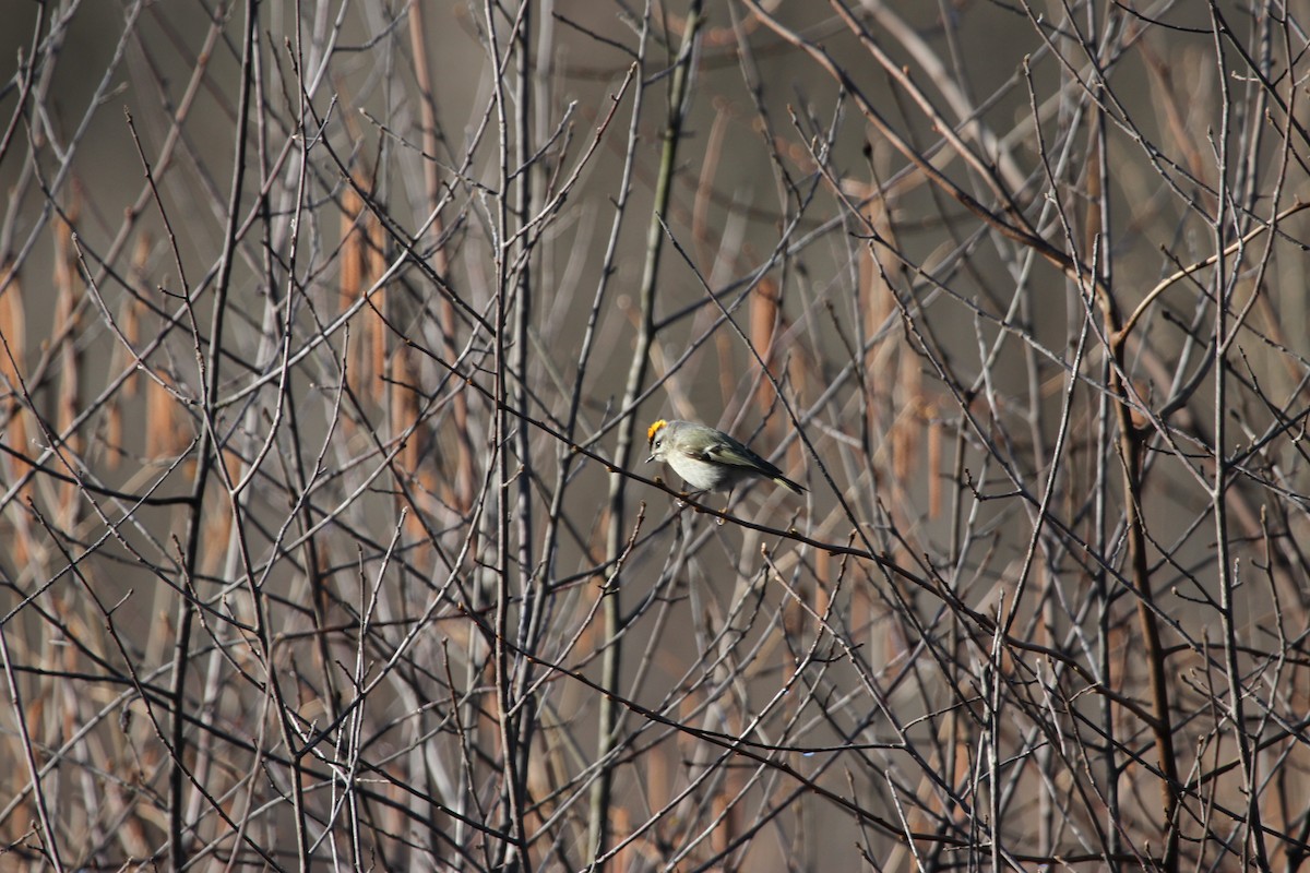 Erregetxo amerikarra - ML644297294