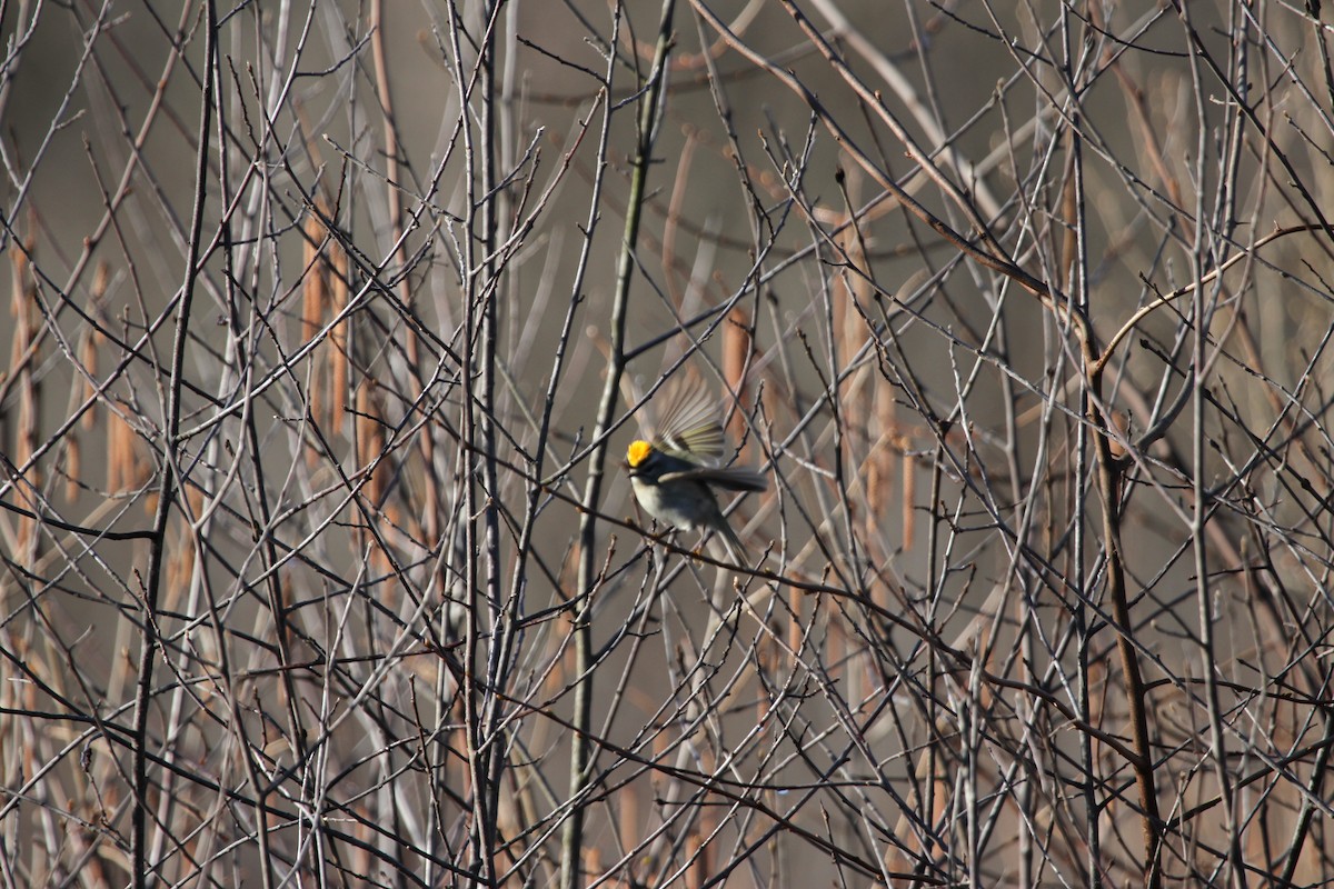 Erregetxo amerikarra - ML644297295