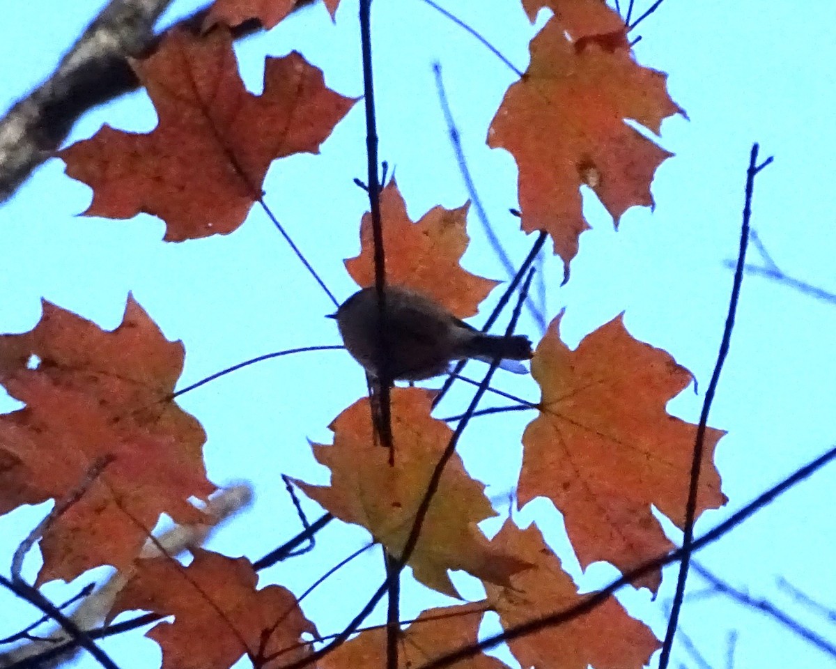 Erregetxo amerikarra - ML644297301