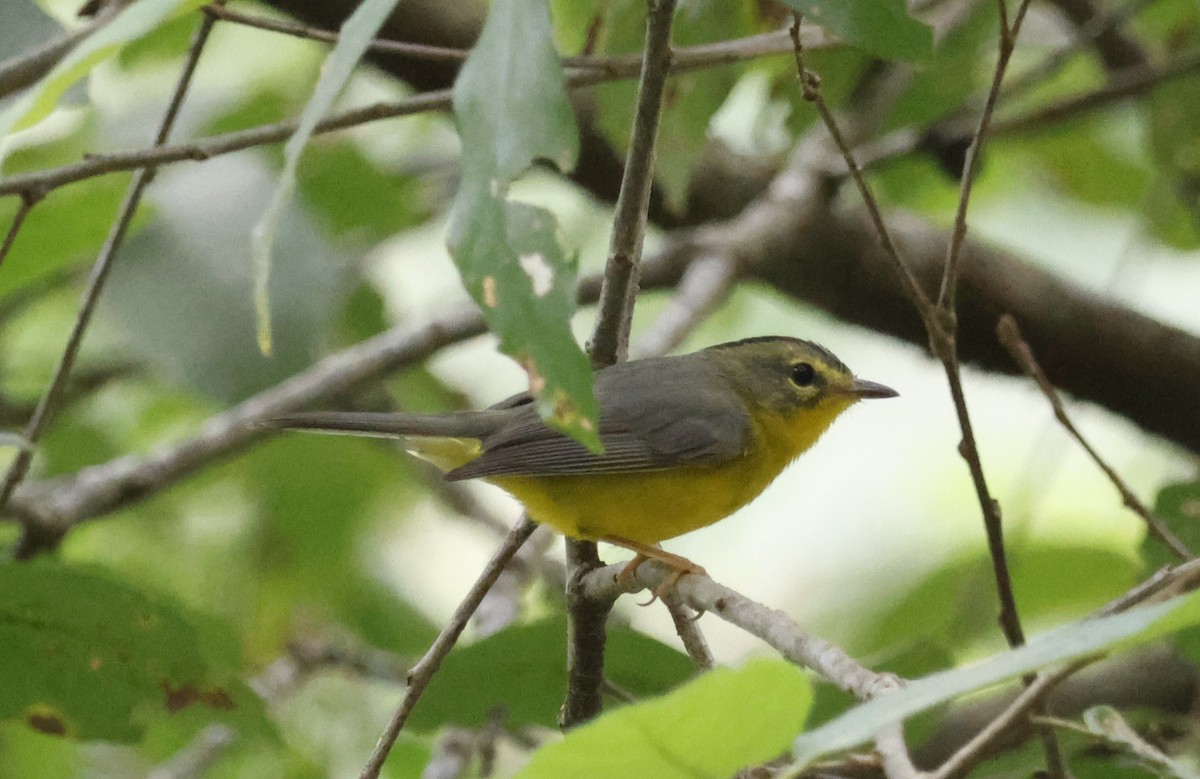 Golden-crowned Warbler - ML644297302