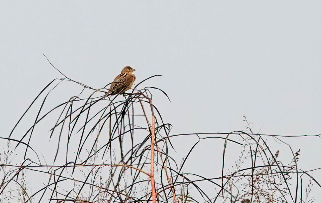 Dickcissel - ML644297304