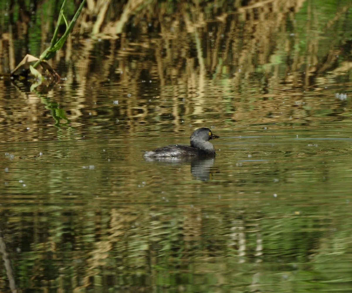 Least Grebe - ML644297305