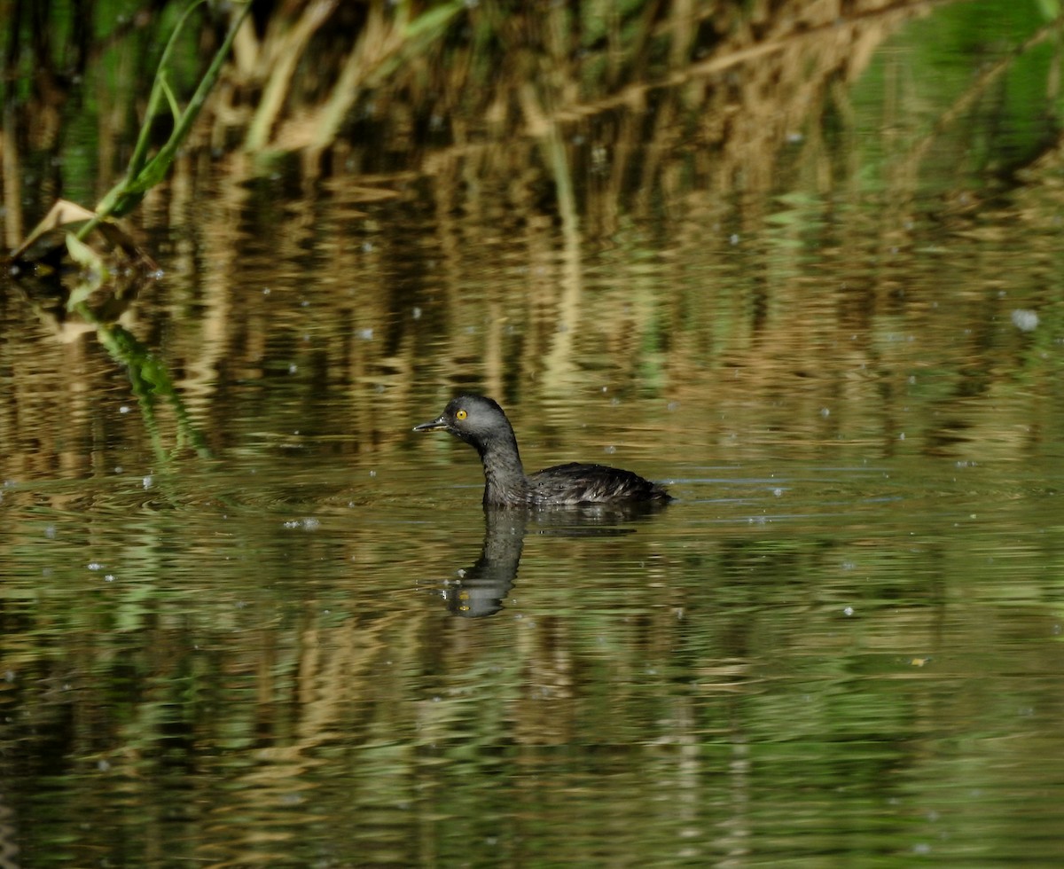 Least Grebe - ML644297306