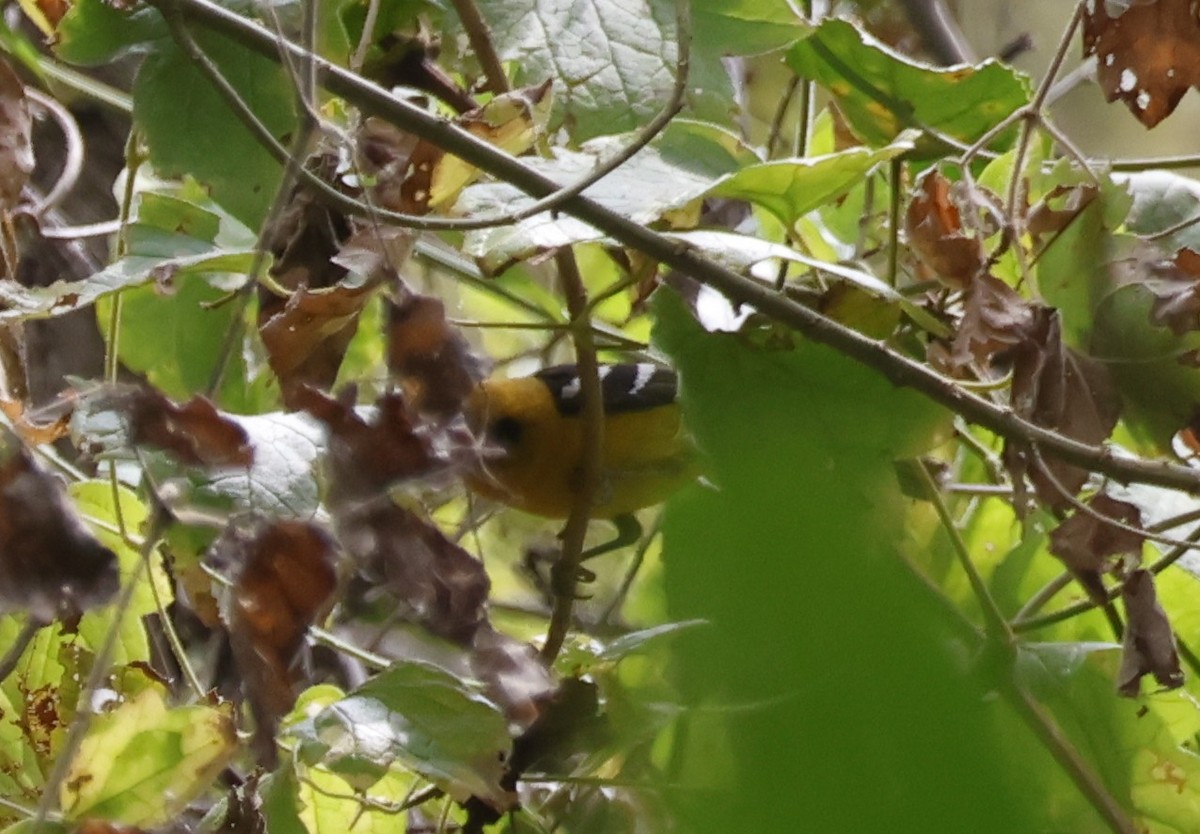 White-winged Tanager - ML644297307