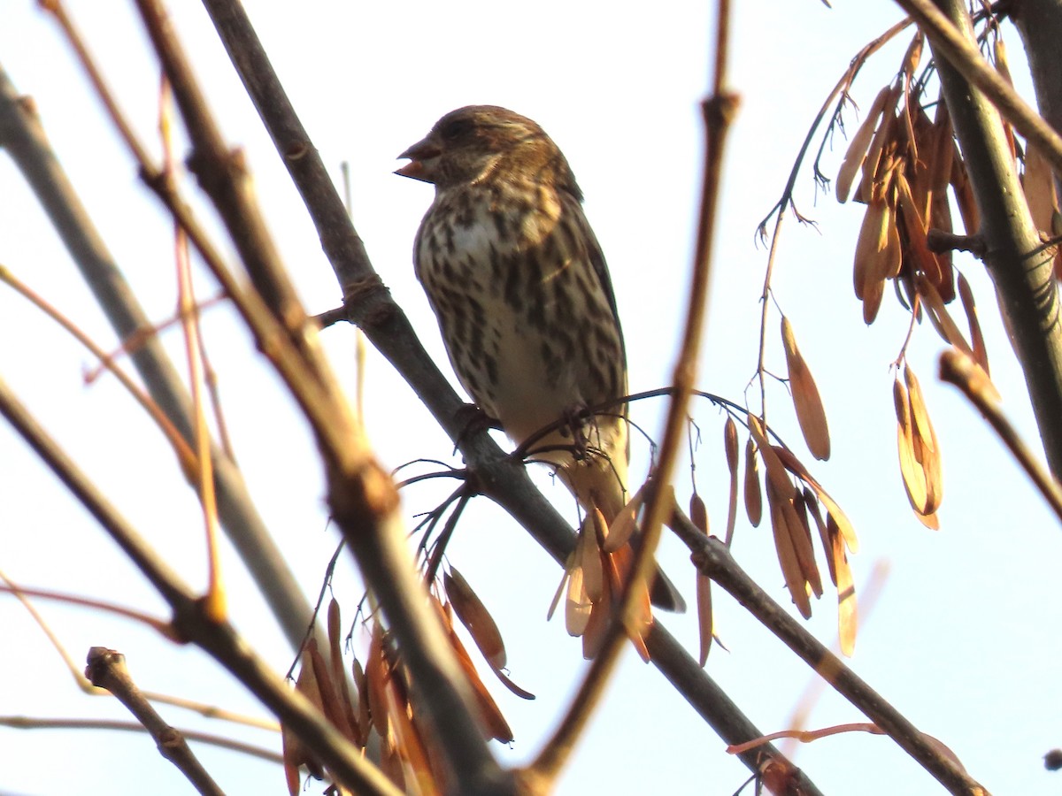 Purple Finch - ML644297311