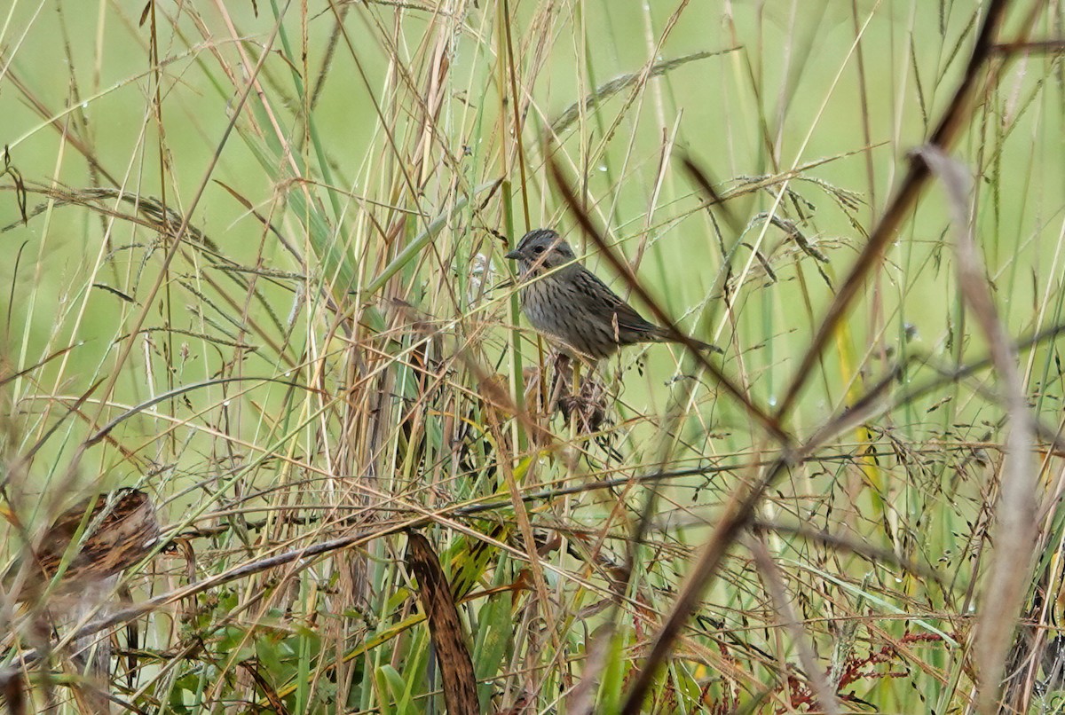 Lincoln's Sparrow - ML644297320