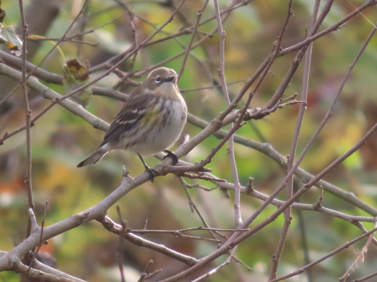 Yellow-rumped Warbler - ML644297325