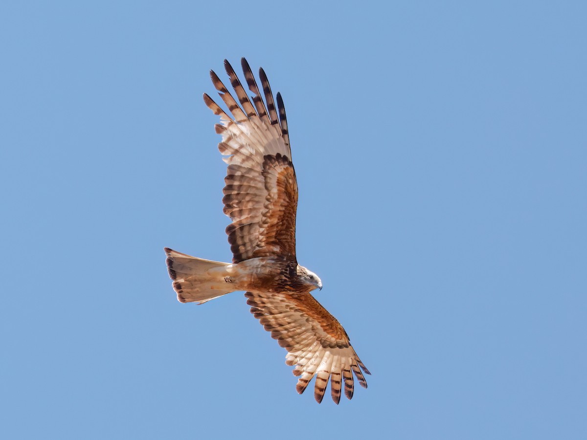 Square-tailed Kite - ML644297327