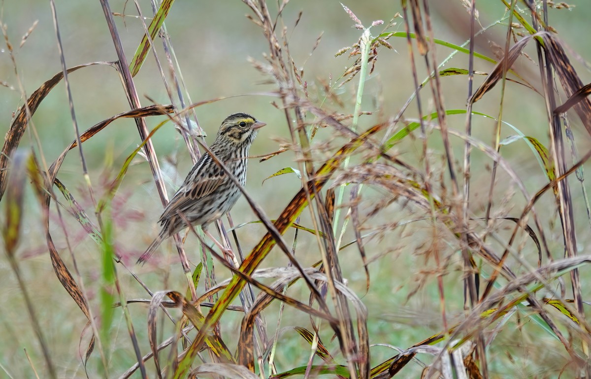 Savannah Sparrow - ML644297328