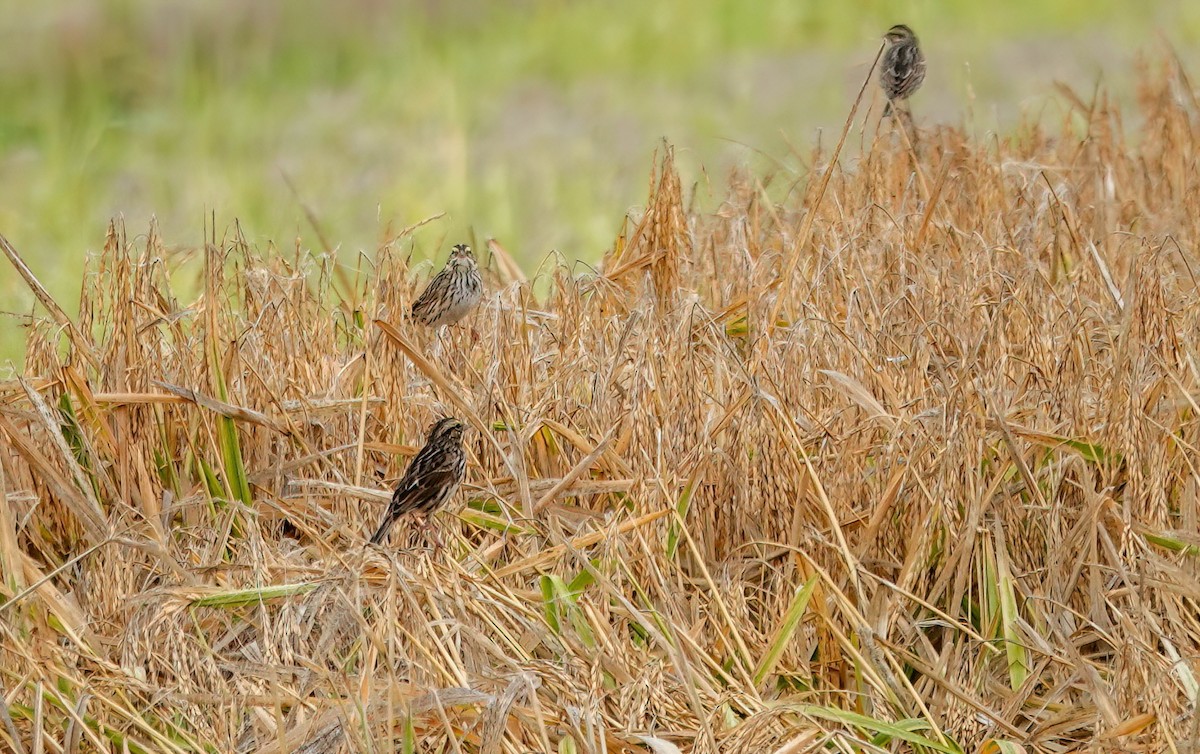 Savannah Sparrow - ML644297333