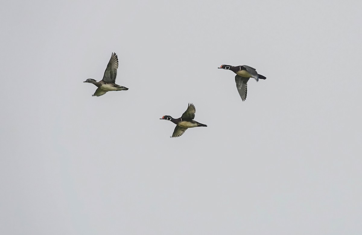 Wood Duck - ML644297345