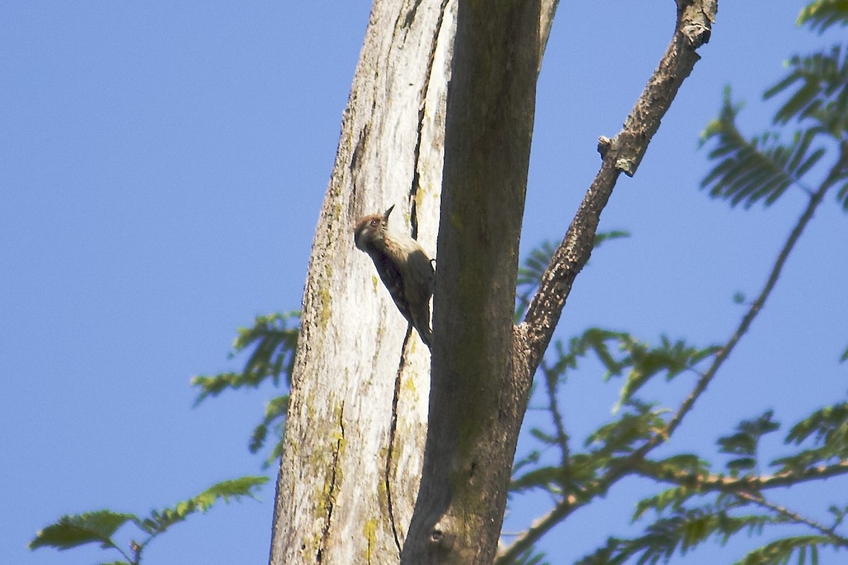 チャガシラコゲラ - ML644297354