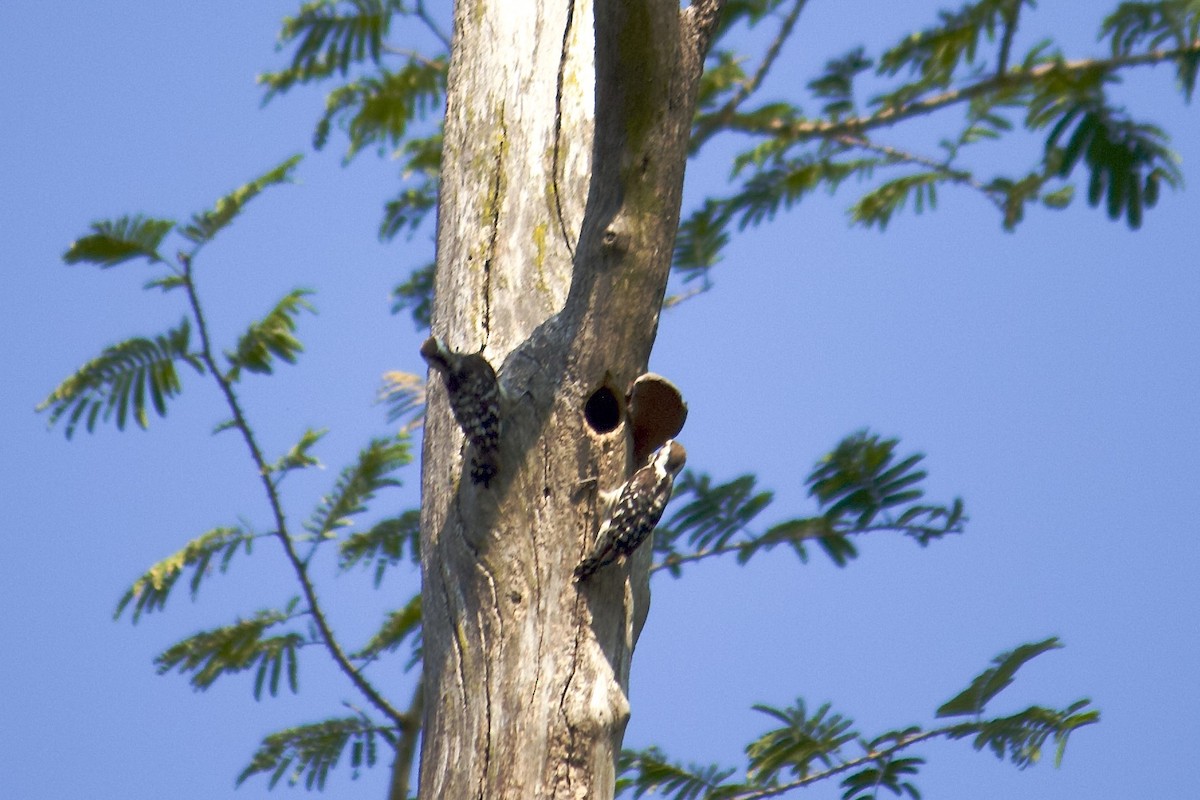 チャガシラコゲラ - ML644297355