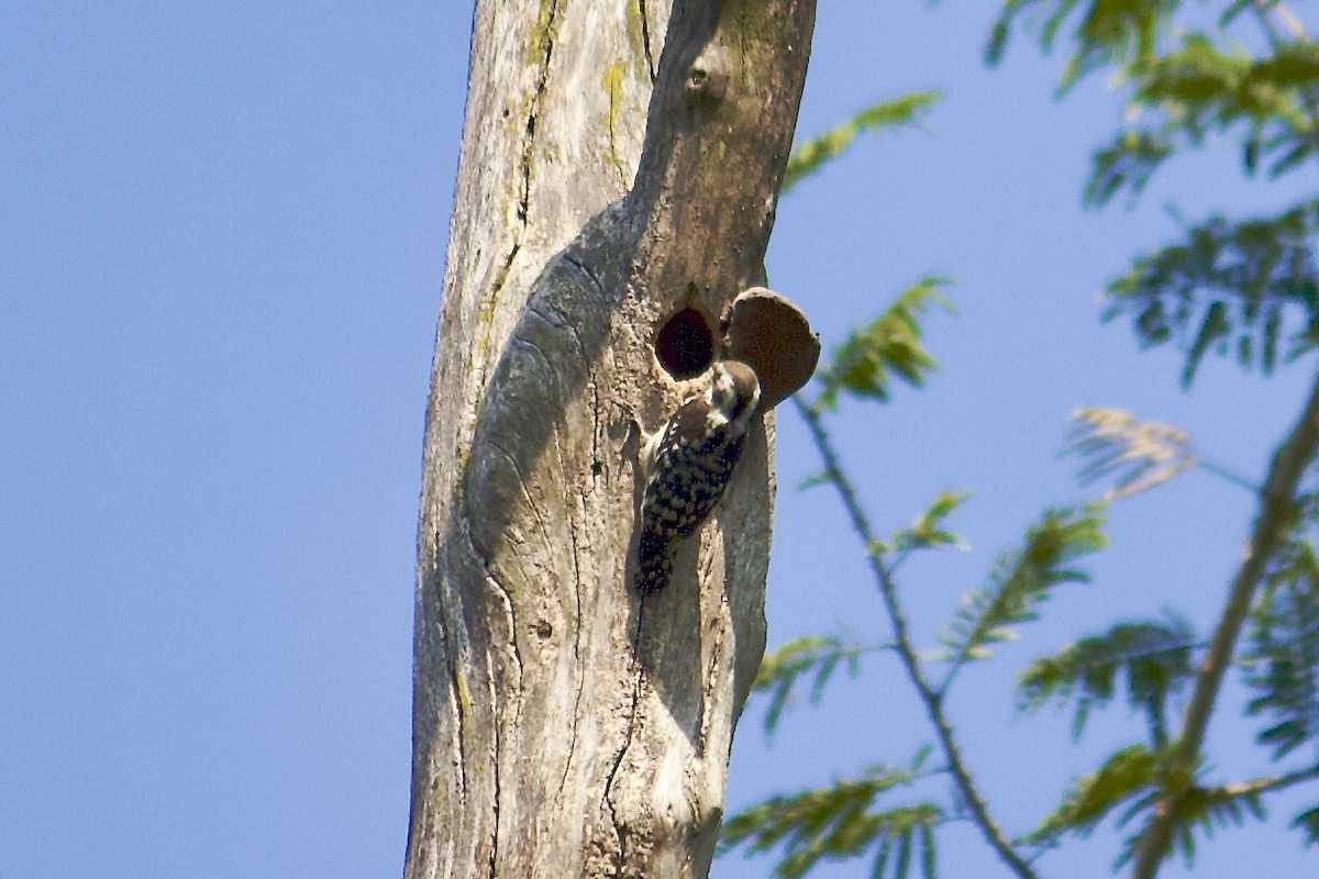 チャガシラコゲラ - ML644297356