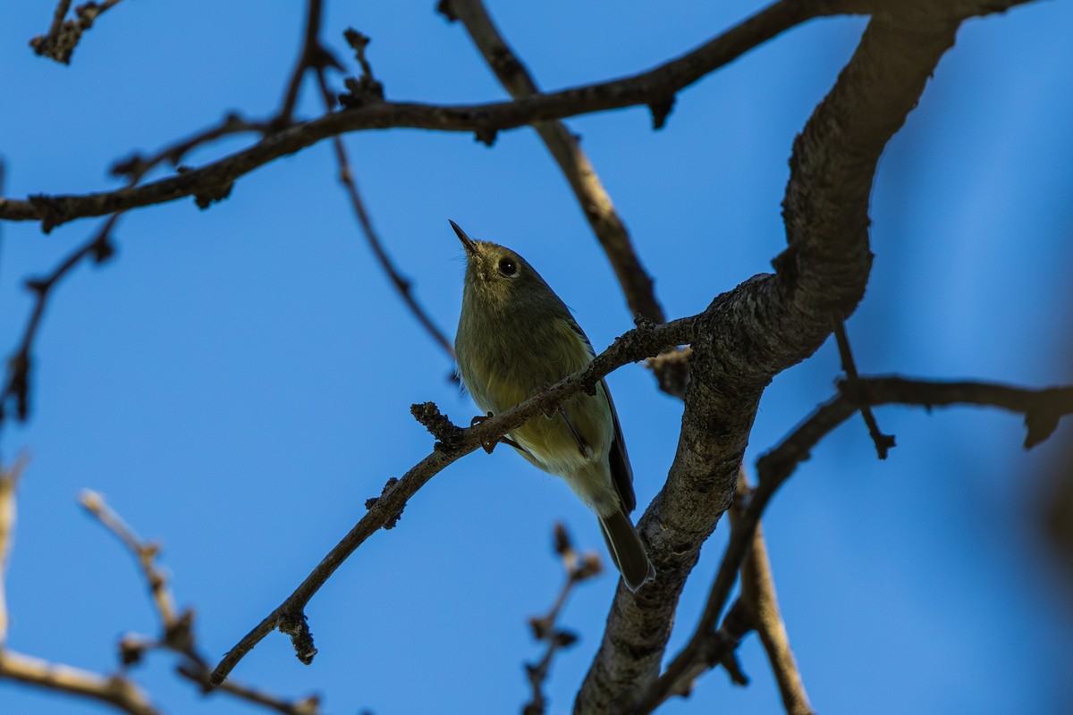 Ruby-crowned Kinglet - ML644297358