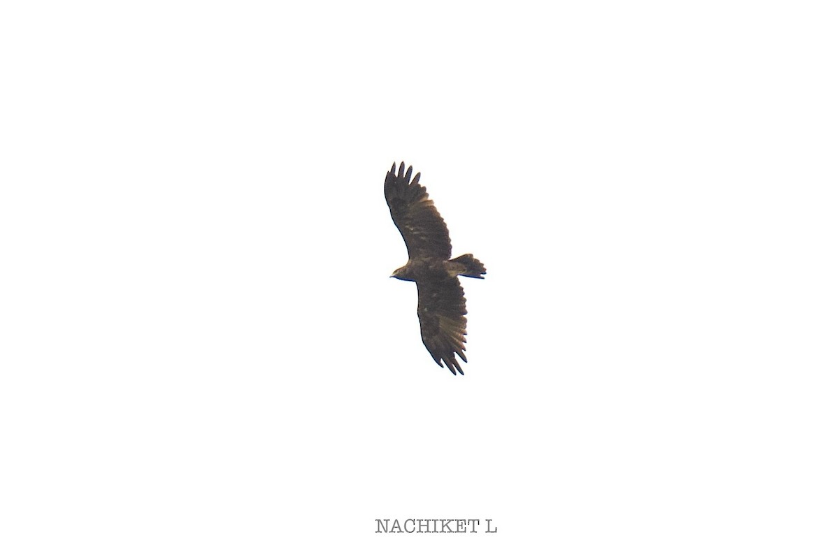 Indian Spotted Eagle - ML644297365