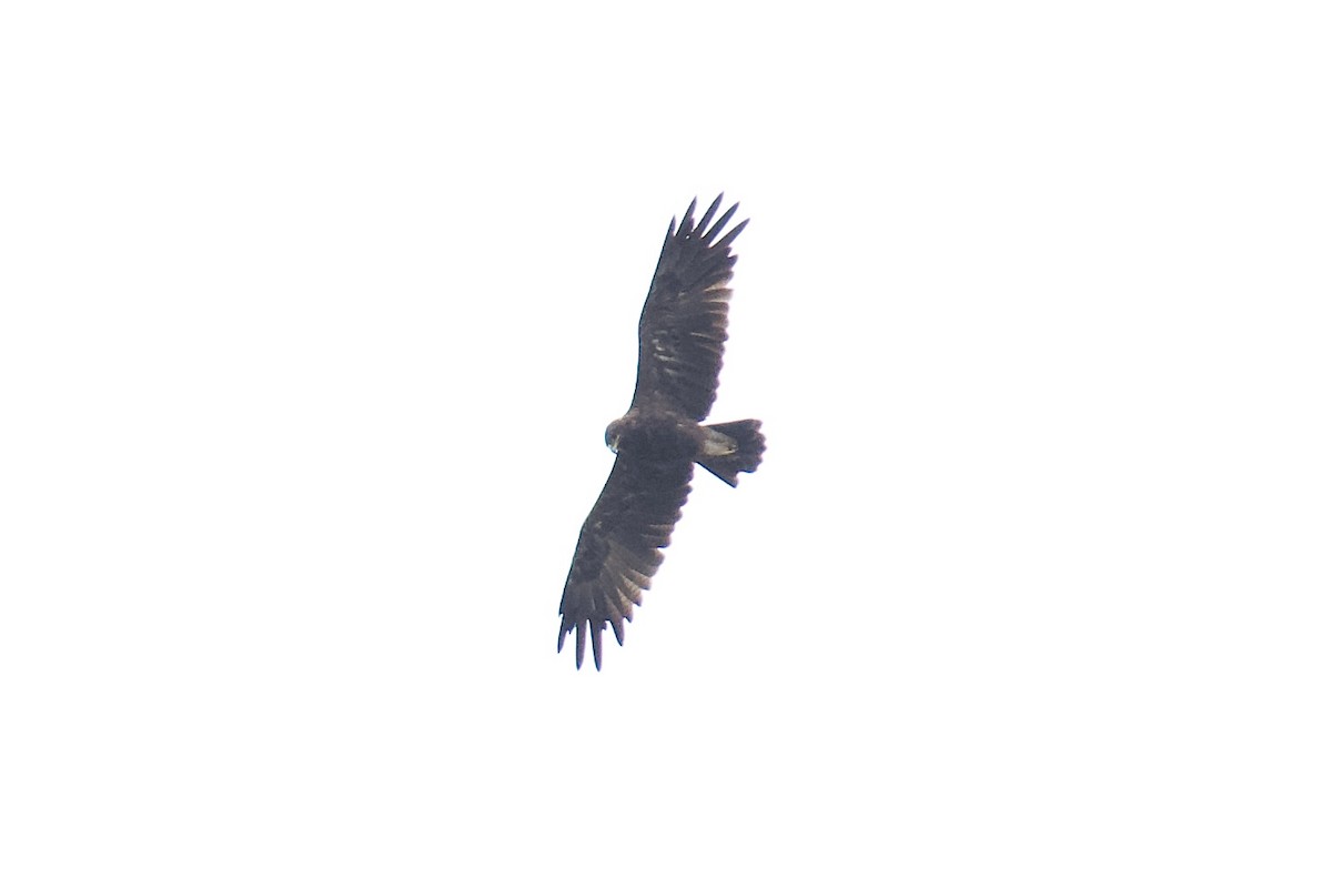Indian Spotted Eagle - ML644297366