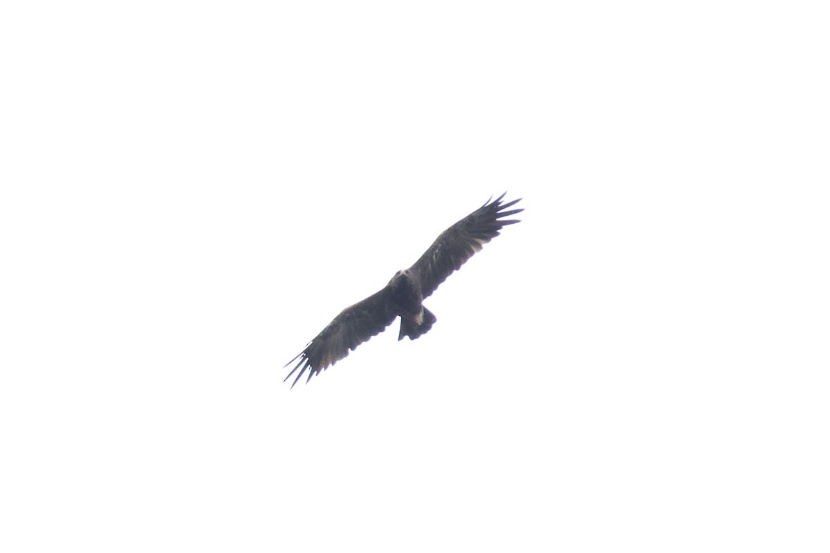 Indian Spotted Eagle - ML644297367
