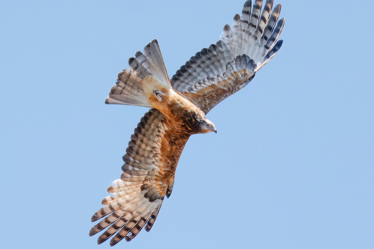 Square-tailed Kite - ML644297373