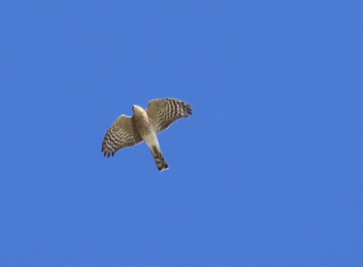 krahujec americký - ML644297374