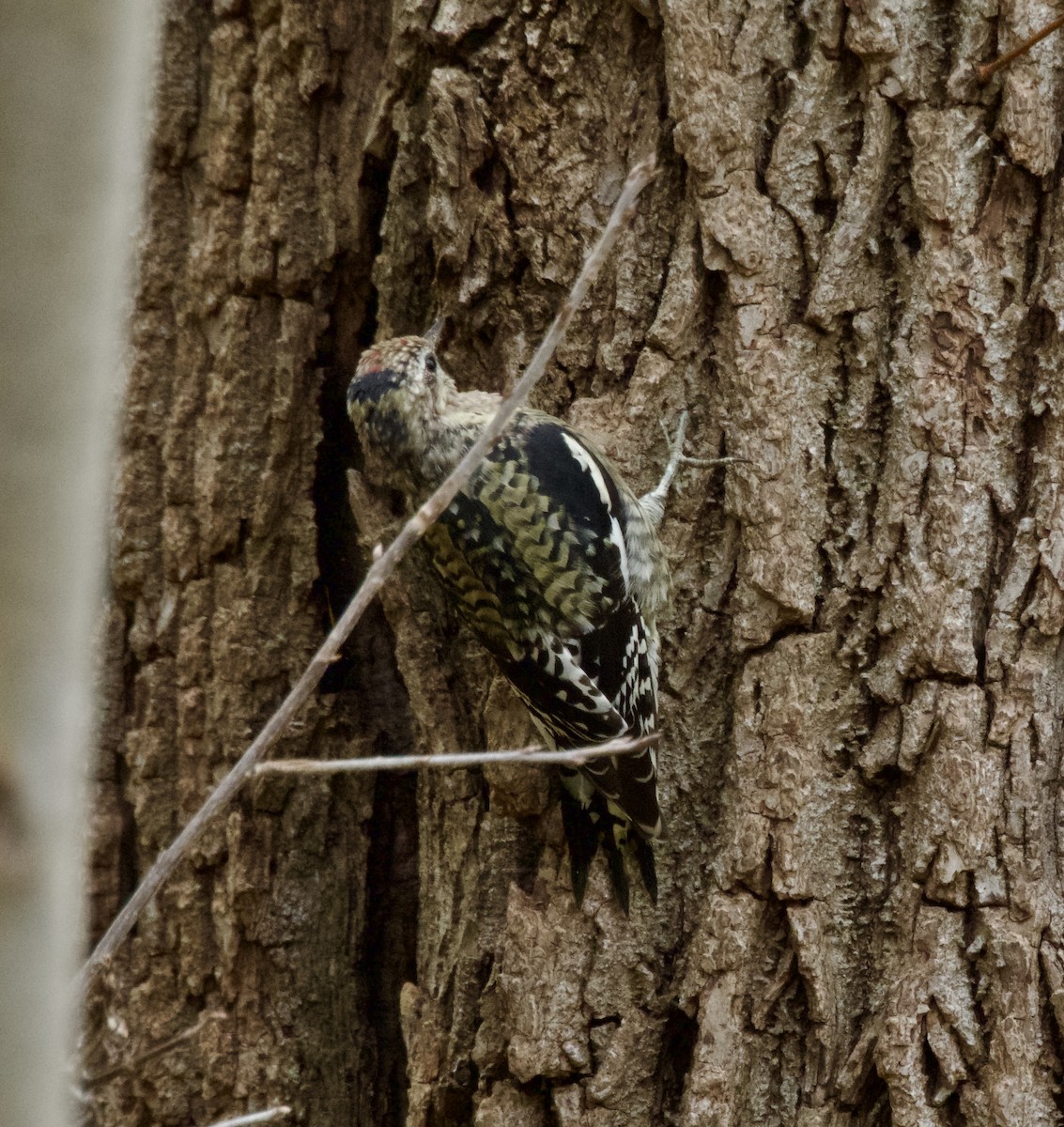 Yellow-bellied Sapsucker - ML644297378