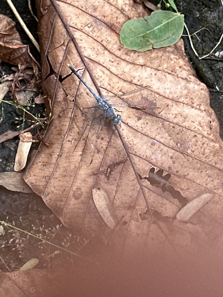 Chalky Percher - ML644297383