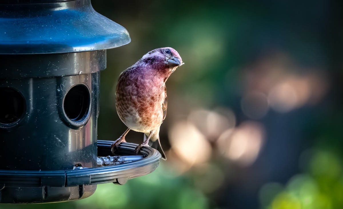 Purple Finch - ML644297391