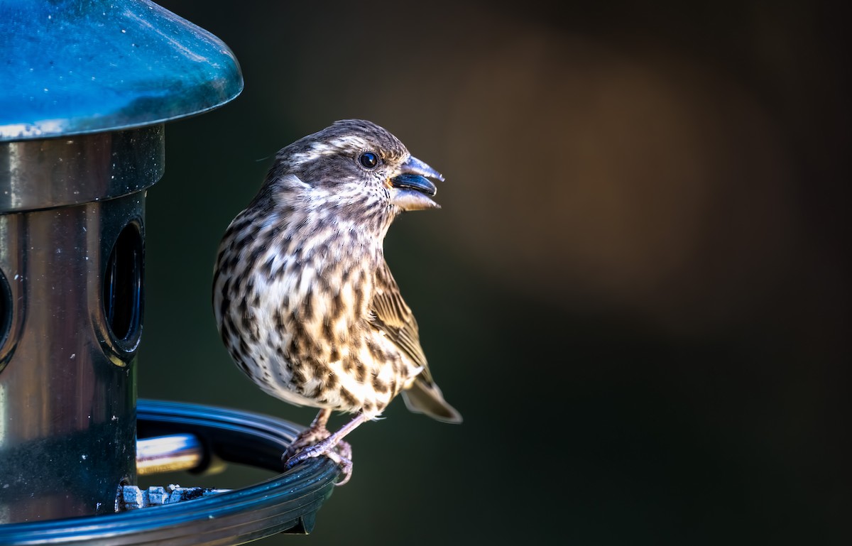 Чечевиця кармінова - ML644297392