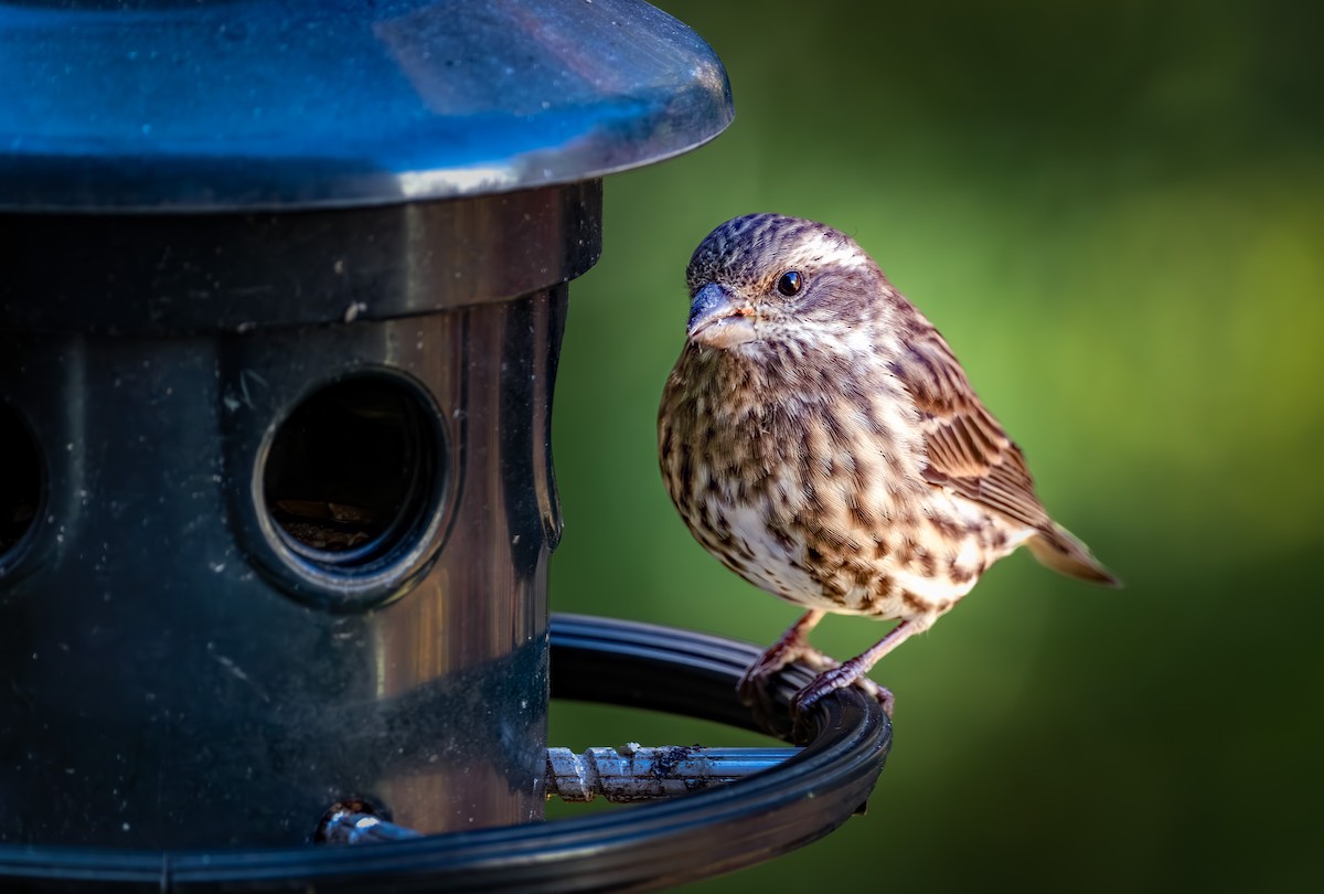 Чечевиця кармінова - ML644297393