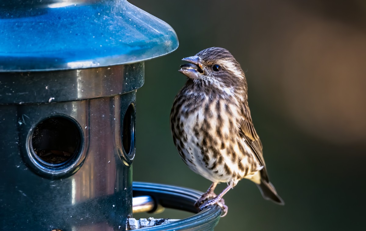 Purple Finch - ML644297394