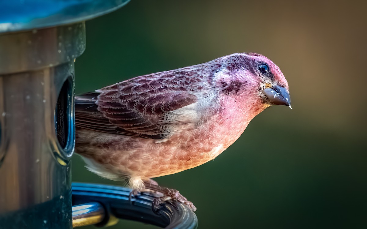 Чечевиця кармінова - ML644297395