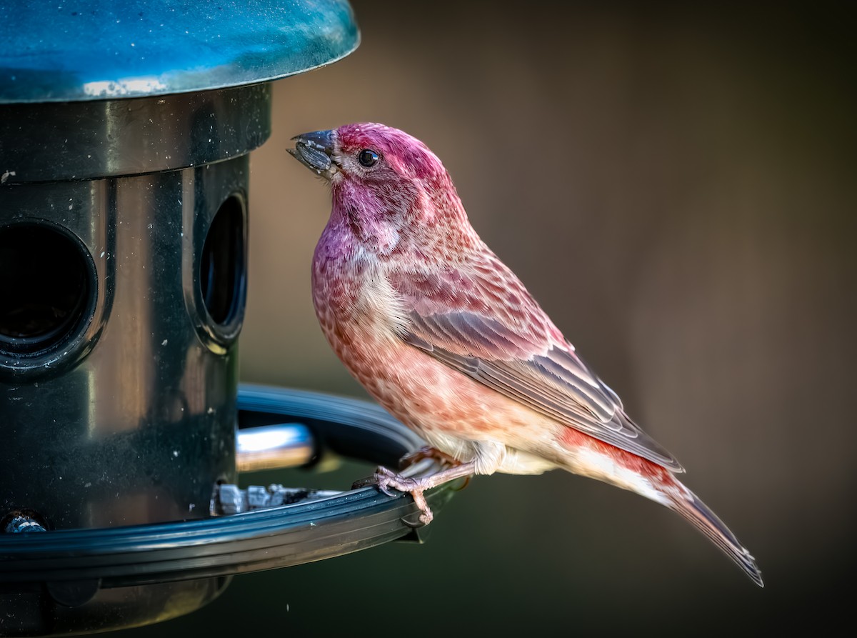 Чечевиця кармінова - ML644297396