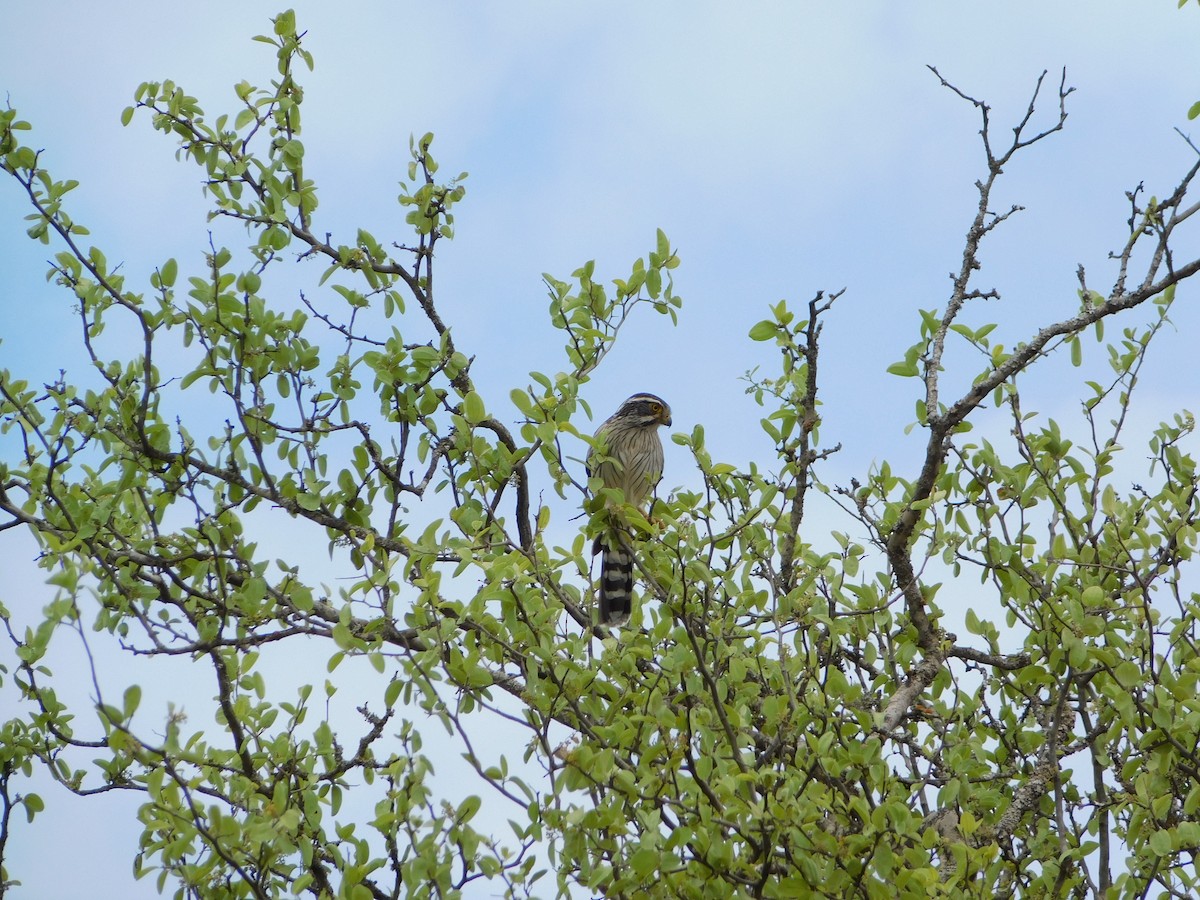Spot-winged Falconet - ML644297397