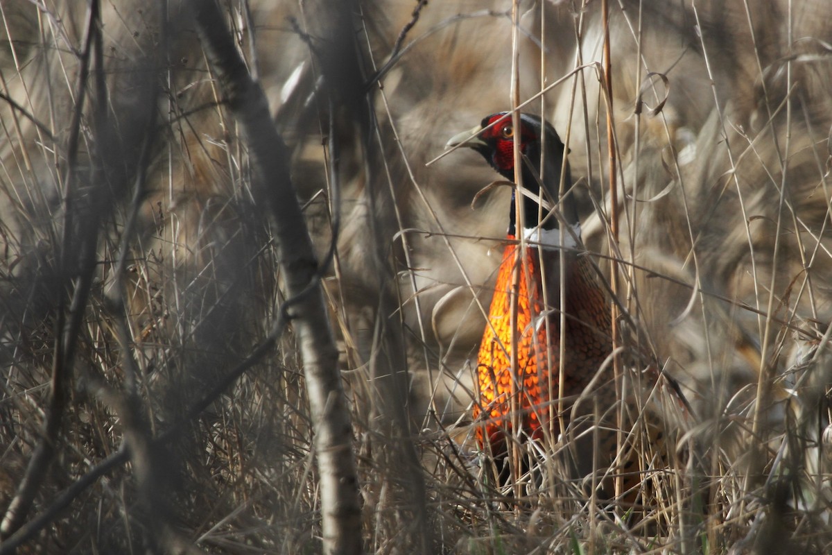 Фазан звичайний - ML644297398