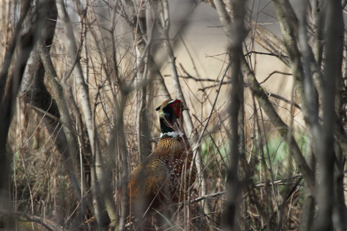 Фазан звичайний - ML644297399