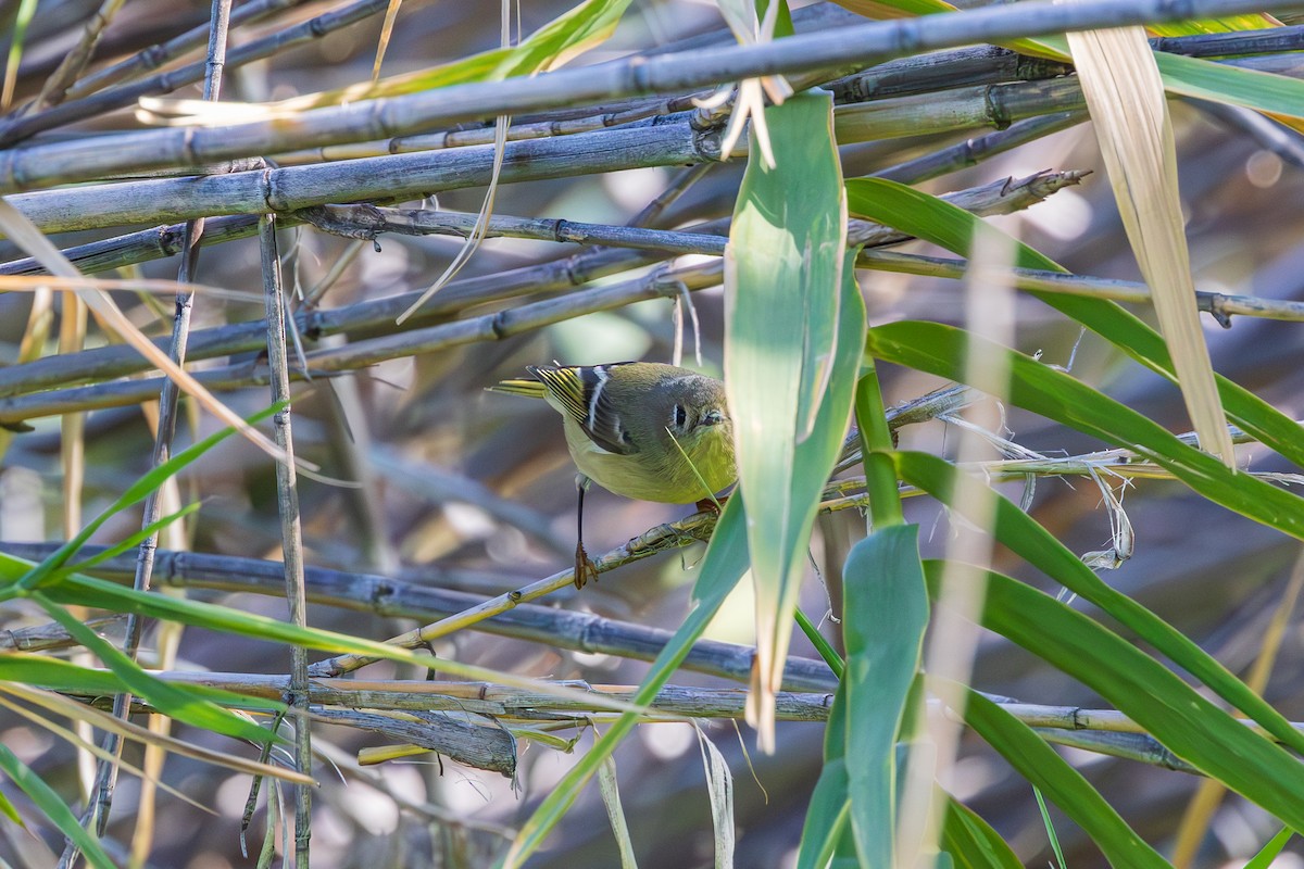 Ruby-crowned Kinglet - ML644297400