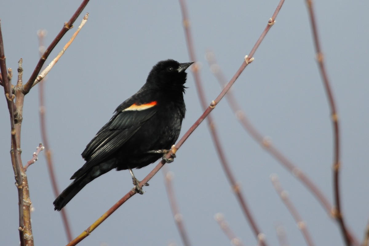 Еполетник червоноплечий - ML644297405